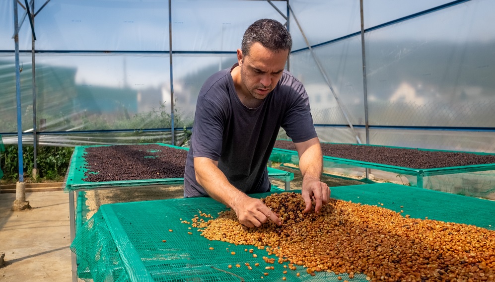 susenie kavovych zrn 4